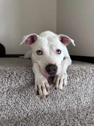 Luna Blue Eyes