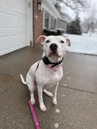 Luna Blue Eyes