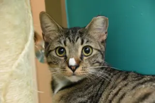 Gus