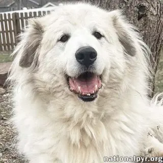 Jonas in PA - May Claim Your Lap For His Own!