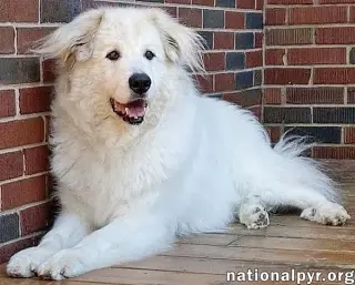 Jonas in PA - May Claim Your Lap For His Own!