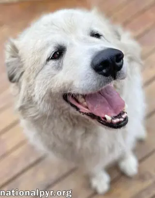 Jonas in PA - May Claim Your Lap For His Own!