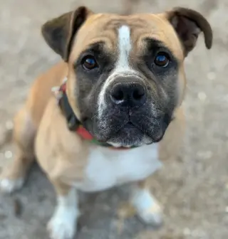 Junebug