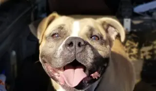 Junebug