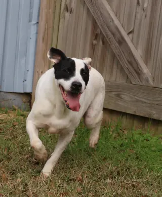 Smudge