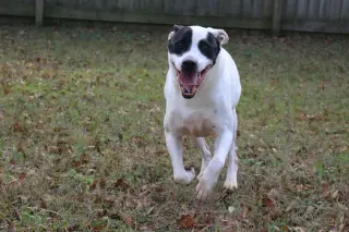 Smudge