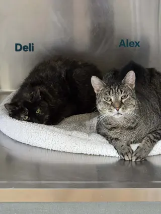Deli