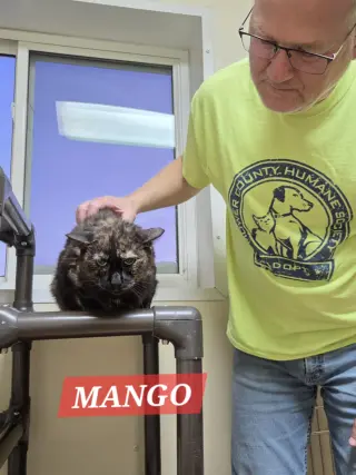 Mango