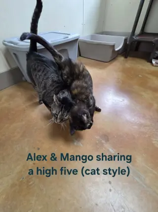 Mango