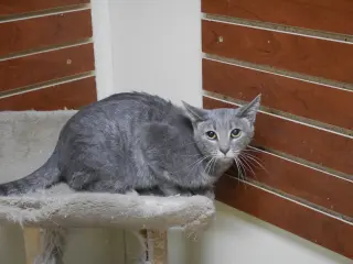 PATTY