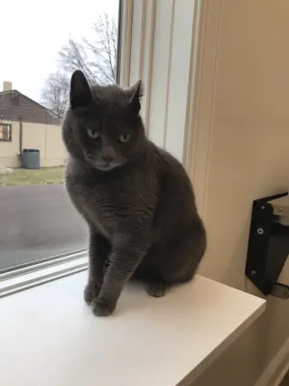 Noel