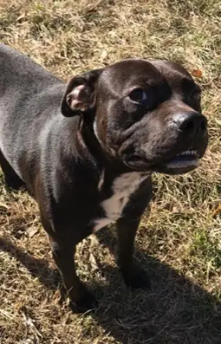 Jojo