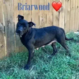 Briarwood
