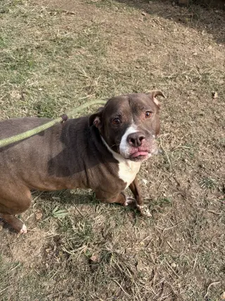 Butkus