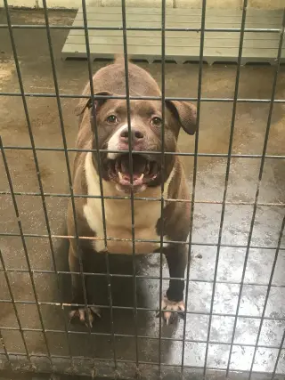 Butkus
