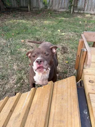 Butkus