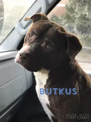 Butkus