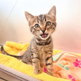 Kittens Available 40+!