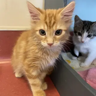 Kittens Available 40+!