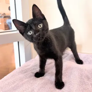Kittens Available 40+!