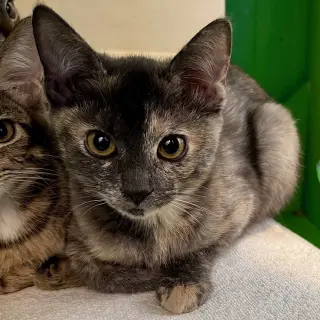 Kittens Available 40+!