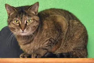 Kit kat