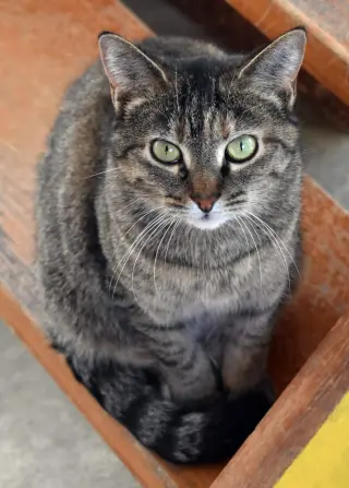 Kit kat