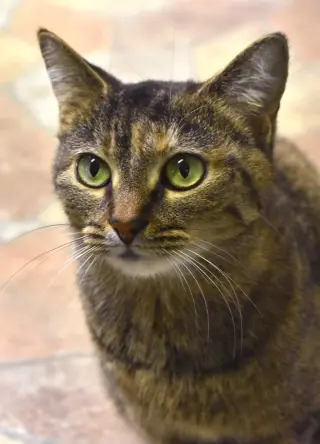 Kit kat