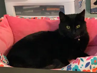 Tabitha