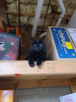Tabitha