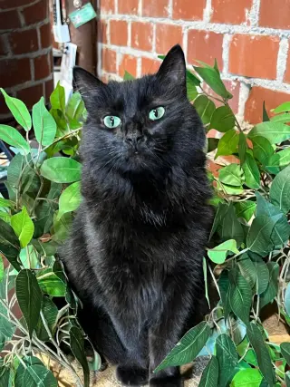 Tabitha