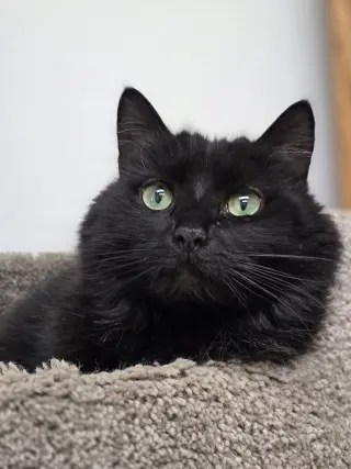 Tabitha