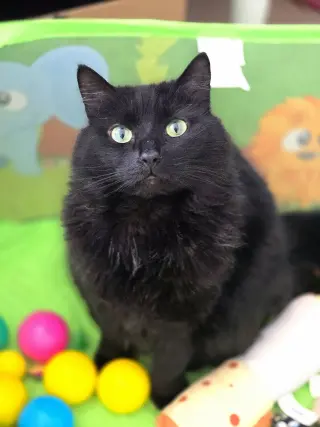 Tabitha