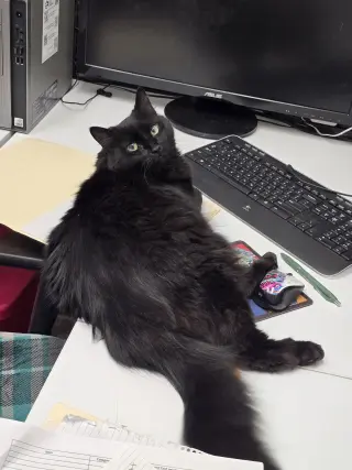 Tabitha