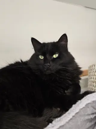 Tabitha