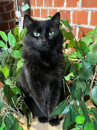 Tabitha