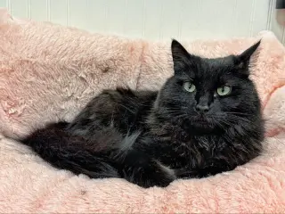 Tabitha