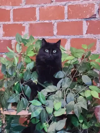 Tabitha