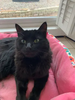 Tabitha