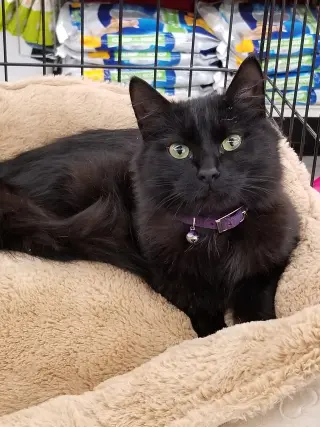 Tabitha