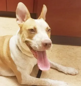 Kona