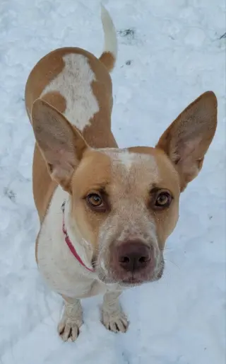 Kona