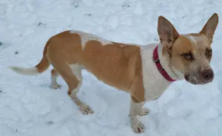 Kona