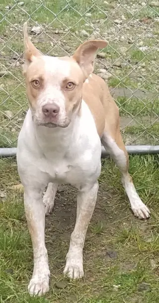 Kona