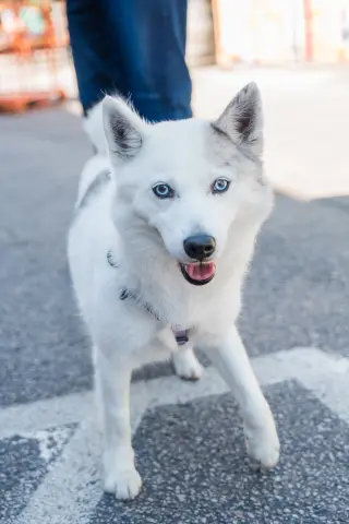 Alma