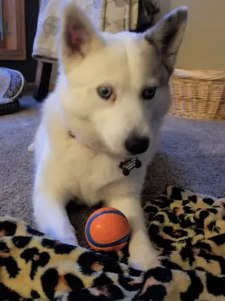 Alma