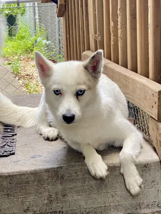 Alma
