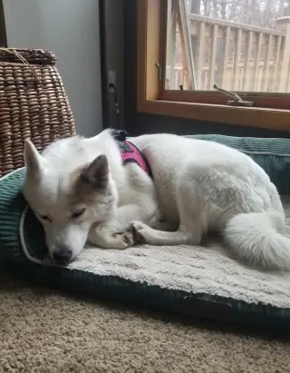 Alma
