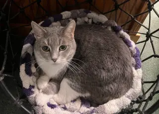 Breeze (FIV+)