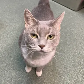 Breeze (FIV+)